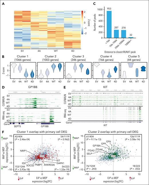 HEL cells expressing RUNX1-WT/4A/4D reveal distinct gene expression patterns. (A) Heat map of 2625 most DEGs (adjusted P < .05) between the 3 transgene expressing HEL cells. (B) Gene expression patterns of DEGs. Most (∼80%) DEGs were grouped into the 2 largest clusters showing RUNX1-WT and RUNX1-4D decreasing (cluster 1, 1066 genes) or increasing (cluster 2, 1003 genes) expression over EV and RUNX1-4A. (C) Location of RUNX1 binding relative to the TSS for the 1550 DEGs with an associated RUNX1 CUT&RUN peak shared by all 3 (RUNX1-4A/WT/4D) transgenes. (D-E) Representative genes with increased (D, GP1BB) or decreased (E, KIT) expression by RUNX1-WT and RUNX1-4D compared with EV and RUNX1-4A with peaks near TSS. Top rows show 2 replicates of CUT&RUN for each transgene, and bottom rows show 2 replicates of corresponding RNA-seq data. (F) Plots showing DEGs between MkPs vs MEPs and ErPs vs MEPs from bulk RNA-seq data on y-axis and x-axis, respectively, with genes from cluster 1 (left, in red) and cluster 2 (right, in green) highlighted. For all DEGs, the P value cutoff was .05, and log2FC cutoff was 1. Genes that met the P value cutoff but not log2FC cutoff are localized to gray box. Number of genes that overlap with clusters 1 or 2 out of total number of DEGs, along with P values calculated by hypergeometric test are shown in each quadrant.