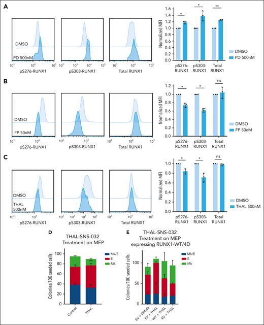 CDK9 degradation reduces S276/S303-RUNX1 phosphorylation and promotes erythroid fate specification in MEPs. (A-C) Representative images of intracellular staining of pS276-RUNX1, pS303-RUNX1, and total RUNX1 (left) in DMSO vs 500 nM Palbociclib (PD 0332991, PD) for 48 hours (A), DMSO vs 50 nM flavopiridol (FP) for 2 hours (B), and DMSO vs 500 nM THAL-SNS-032 (THAL) for 16 hours (C). Bars show average ± SD MFI after normalization to the MFI of DMSO in each experiment (right). Dots of the same shape represent 1 experiment (from the same donor, processed in parallel). (D) Effects on colony formation of MEPs treated with DMSO or 500 nM THAL-SNS-032 for 48 hours. Average ± SD shown (n = 3). (E) Colony formation of MEPs transduced to express RUNX1-WT or RUNX1-4D, with or without 500 nM THAL treatment for 48 hours. For all plots, ∗P < .05, ∗∗P < .01.