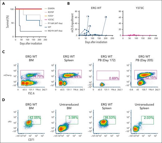 ERG variants are LOF in an in vivo leukemia model driven by ERG overexpression. (A) Enforced expression of ERG WT and WT-like variants (P116R, M219I) in mice led to the development of erythro-megakaryocytic leukemia within 220 days. (B) mCherry engraftment over time in the PB of mice. Numbering refers to 3 ERG WT mice that succumbed to disease (Figure 5A). (C) Infiltration of ERG WT/mCherry+ transplanted FLCs into recipient mouse BM, spleen, and PB as measured by fluorescence-activated cell sorter (FACS) analysis. Recipient mouse number 3 shown is representative of all ERG WT and WT-like (P116R, M219I) mice. (D) ERG WT and WT-like variant mice developed mCherry+ erythro-megakaryocytic leukemia with cKit+ and CD71+ expression. FACS plots of a representative ERG WT leukemia are shown. Nonleukemic (ie, mCherry–) BM and spleen cells are shown as comparison.