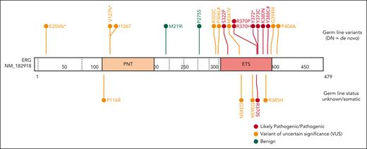 ACMG classification of germ line ERG variants.ERG variants were classified using the ACMG and the Association for Molecular Pathology criteria for cytopenias, HMs, and/or lymphedema (#). Based on functional assay criteria, variants with complete LOF in at least 1 functional assay were classified as PS3_Strong, variants with hypomorphic activity (<50%) in 1 or more functional assays were classified as PS3_Moderate, and variants with hypomorphic activity (>50%) in 1 or more assays were classified as PS3_Supporting. The PS3 and BS3 criteria were not applied when variants showed no change in functional assays or were not tested. PNT, pointed domain.