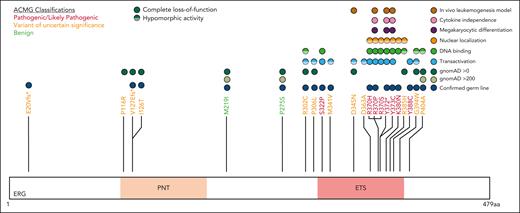 Functional consequences of rare ERG variants. Rare ERG variants from similar phenotypic groups, including BMF and/or HM and lymphedema, among population variants (gnomAD >200),38 a germ line thrombocytopenic mouse variant,1 a paralogous ETV6 pathogenic variant (thrombocytopenia),49 and Catalogue Of Somatic Mutations In Cancer mutation (somatic)41 are mapped onto the ERG protein (isoform, NP_891548.1; transcript, NM_182918.4). Functional characterization of each variant via transactivation, DNA binding, subcellular localization, FLC myeloid differentiation, FLC cytokine independence, and leukemogenesis assays are displayed.