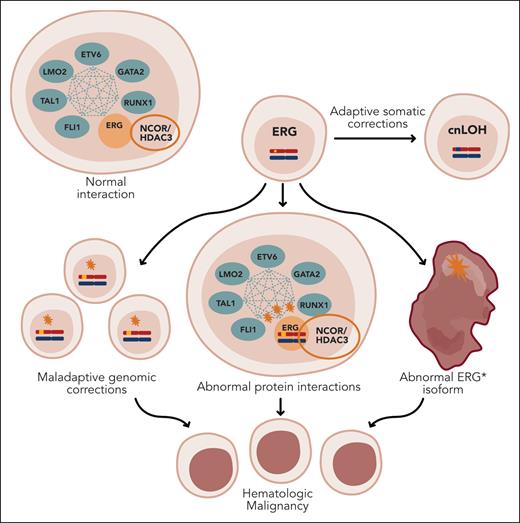 Hypotheses for maladaptive mechanisms for ERG haploinsufficiency resulting in HMs. This figure illustrates the normal interactions of ERG as part of a heptad of TFs. Although ERG mutation can result in an adaptive somatic corrections (cnLOH), several suggested scenarios may lead to malignancy: maladaptive genomic corrections, abnormal interactions with other TFs, and the expression of aberrant ERG isoforms. Professional illustration by Somersault18:24.