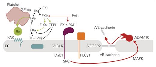 Summary of the key findings by Puy et al and the connections to vascular thromboinflammation. FXIa is at the center of coagulation amplification and thromboinflammatory circuits, leading to vascular endothelial dysfunction. In the context of local coagulation activation by TF leading to thrombin (IIa) generation, FXI is activated on the platelet surface dependent on GPIba. In addition to the resulting amplification of thrombin generation through intrinsic FIX activation, FXIa also inactivates TFPI to amplify coagulation locally. PAI1 is a major inhibitor of FXIa on the endothelial cell surface and dampens coagulation. In contrast, engagement of VLDLR by the FXIa-PAI1 complex triggers a barrier-disruptive pathway through intracellular recruitment of Dab1, src kinase (SRC), and PLCγ1-dependent MAP kinase activation, leading to ADAM10-mediated proteolytic shedding of VE-cadherin and barrier disruption. Therapeutic targeting of FXIa may therefore have vascular protective effects in addition to dampening coagulation and thrombin-mediated barrier-disruptive PAR signaling. ADAM10, disintegrin and metalloproteinase 10; EC, endothelial cell; F, factor; GPIba, thrombin receptor glycoprotein Ibα; PAR, protease-activated receptor; PLCγ1; phospholipase Cγ1; TF, tissue factor; TFPI, TF pathway inhibitor; PAI1, plasminogen activator inhibitor 1; VE-cadherin, vascular endothelial cadherin; VLDLR, very-low-density lipoprotein receptor. Professional illustration by Somersault18:24.