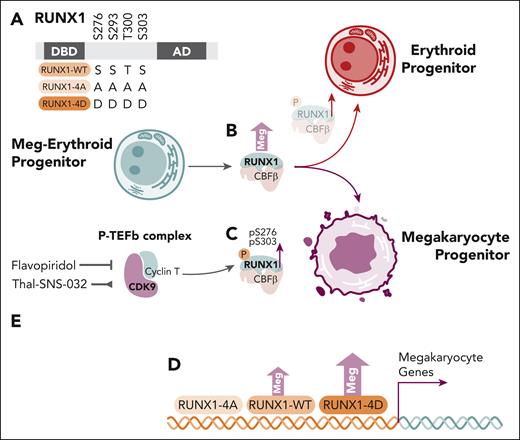 The role of RUNX1 serine residue phosphorylation and CDK9 in megakaryocyte specification from megakaryocyte-erythroid progenitors. (A) RUNX1 serine/threonine residues, with schemata of wild-type, alanine-mutated, phosphorylation-resistant (4A) and aspartate-mutated phosphomimetic (4D) constructs. (B) Overexpression of RUNX1-WT in transduced MEPs results in increased megakaryocyte colony formation. (C) Phosphoserine residues pS276P and pS303P are relatively increased megakaryocyte progenitors. (D) Overexpression of RUNX1-WT and RUNX1-4D constructs, but not RUNX1-4A, in HEL cells induces increased megakaryocyte colony formation and expression signatures enriched for megakaryocyte genes. (E) Inhibition (flavopiridol) or degradation (Thal-SNS-032) of CDK9 inhibits RUNX1 pS276P and pS303P, whereas degradation (Thal-SNS-032) also inhibits megakaryocyte colony formation from MEPs. AD, activation domain; DBD, DNA binding domain; Meg, megakaryocyte; MEP, megakaryocyte-erythroid progenitor.