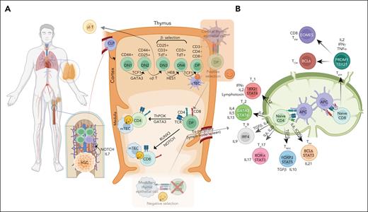 Stages of T-cell development and differentiation. (A) T-cell lymphopoiesis initiates with precursor HSC in the bone marrow (BM), the primary lymphoid organ; and CLPs in BM are directed to T-cell lineage fate via IL7/NOTCH signaling. CLP enters the cortex region of the thymus and undergoes a series of differentiation stages including β-selection and TCR repertoire phase, which can be identified through cell surface receptors (CD44 and CD25). T cells undergo a dual selection process, positive selection for compatibility of their TCR with self-MHC molecules and negative selection against autoantigenic peptides before leaving the thymus to form the peripheral T-cell repertoire. Double-positive cells differentiate toward CD4+ T cells through ThPOK and GATA3 expression, as well as a strong TCR signal, as well as toward CD8+ T cells through RUNX3 and NOTCH expression and a weak TCR signal. Although the vast majority of cells express an αβ TCR, a small subset expresses an alternative TCR composed of γ and δ chains (γδ T cells) and diverge early place at the DN3A stage in T-cell development and mostly become residents of mucosal sites. (B) In the peripheral secondary organs, the CD4+ T cells can differentiate into distinct TH subsets (TH1, TH2, TH9, TH17, Treg, and TFH), dependent upon stimulation from APC, their coreceptors, and cytokine milieu. Several PTCL subtypes show a similar cell state or transcriptomics associated with these TH subsets precursors. TH1 cells are characterized by the expression of key master regulators or TFs (ie, STAT4 and TBX21). These cells require interleukin-12 (IL-12) signaling for their differentiation and secrete IFN-γ, IL-2, and lymphotoxin. TH2 cells express TFs, STAT6 and GATA3, require IL-4, and produce IL-4, IL-5, and IL-13, important for TH2 differentiation. TH9 cells secrete IL-9, require TGF-β and IL-4, and are characterized by the expression of PU.1 and IRF4. TH17 expresses STAT3 and RORγt as key TFs, produces IL-17 and TNF-α, and requires IL-1β, TGF-β, IL-6, and IL-23. Tregs differentiate with TGF-β and IL-2, express FOXP3 and STAT5, and release TGF-β and IL-10 to suppress immune response. TFH cells produce IL21, with key TFs being BCL6 and STAT3, and require IL-6 signaling and ICOS-L. CD8+ T cells serve a cytotoxic function, regulated by PRMD1 and TBX21, and release IL-2, IFN-γ, and TNF-α. These cells can be further differentiated into CD8+ TEM and TCM via EOMES and BCL6, respectively. APC, antigen-presenting cell; CLP, common lymphoid progenitor cell; IFN-γ, interferon gamma; TCM, central memory T cell; TEM, effector memory T cell; TGF-β, transforming growth factor β; TNF-α; tumor necrosis factor α.