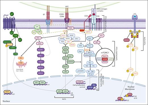 TCR signaling. T-cell activation is initiated by the interaction of TCR with peptide-MHC and coreceptors (ie, CD4 or CD8) and other costimulatory molecules including CD28, resulting in the multimolecular signalosomes, followed by the activation of several distal signaling pathways such as Ca2+-calcineurin-NFATs, PKCθ–IKK–NF-κβ, RASGRP1-RAS-ERK1/2, and TSC1/2-mTOR. The signaling complex containing scaffold adapter molecules, SLP-76 and GADs, which recruits PLCγ1 and tyrosine kinase ITKs. The tyrosine kinase ITK phosphorylates and activates PLCγ1, which then cleaves phosphatidylinositol (4,5) bisphosphate to generate 2 important second messengers, IP3 and DAG. IP3 binds to receptors on the ER, leading to an initial phase of calcium release, which subsequently activates the NFAT family of TFs, whose targets include many important cytokines, including IL-2 that are activated. Upon TCR activation, IL-2 receptor (IL-2R) activates JAK3, which in turn phosphorylates the beta-chain of IL-2R, recruiting JAK1. Both JAK1 and JAK3 in their active form phosphorylates (STAT), resulting in the nucleus transport. DAG activates several important proteins including several isoforms of PKC and RASGRP1 and RASGRP2, that are responsible for an initial phase of RAS activation, which is then sustained and amplified by SOS1. PKCθ binds to DAG and is recruited to the lipid rafts and triggers the formation of a trimolecular complex of adapter proteins in the cytoplasm called the CBM complex (CARMA1, BCL10, and MALT1), resulting in PKCθ–IKKβ–NF-κβ pathway activation. DAG induces the activation of another key molecule, RASGRP1, responsible for RAS activation in T cells, and initiates the RAS-MAPK cascade by activating the serine/threonine kinase Raf1 and activates MAPK ERK1 and 2. The costimulatory molecules CD28 mediates PI3K and VAV1 activation and further increases NF-κB and NFAT nuclear translocation, augmenting T-cell survival and production of the proliferative cytokine IL-2. Other TFs or pathways (p38MAPK, ERK1/2, and STAT3) are also crucial for T-cell activation and distinct functions associated with T cells. Several key genes involved in TCR are either genetically aberrant (highlighted in yellow text) or indirectly affected by other alterations in several PTCL subtypes as indicated below. Pathways that are relevant to PTCL entities are highlighted by brackets, followed by the PTCL entity in which the pathway is implicated in. CARMA1, caspase recruitment domain–containing membrane–associated guanylate kinase protein 1; DAG, diacylglycerol; ER, endoplasmic reticulum; ERK, extracellular signal–regulated kinase; IP3, inosine trisphosphate; MALT1, mucosa-associated lymphoid tissue translocation protein 1; mTOR, mammalian target of rapamycin; NFAT, nuclear factor of activated T cell; PKCθ, protein kinase C θ; PLCγ1, phospholipase Cγ1; RASGRP1, RAS guanyl nucleotide–releasing protein 1.