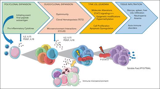 LGLL pathogenesis: polyclonal LGL expansion is thought to be initiated by a viral/autoantigen. LGL expansion is then sustained by inflammatory cytokines that can also contribute to the frequently associated autoimmune disorders. LGL expansion and clonal selection can also be favored by the occurrence of specific mutations including STAT3 and CCL22, inducing a resistance to apoptosis, increased proliferative capacities, and dysregulation of the cross talk with the immune microenvironment, respectively. Even in the absence of STAT3 mutation, the JAK-STAT pathway is activated in the majority of patients with LGLL. Epigenetic modifications have also been described with TET2 mutations, possibly representing an early event, observed in ∼30% of cases. Production of inflammatory cytokines and release of the cytotoxic granules by the leukemic LGLs in the infiltrated tissues lead to a spectrum of clinical and biological manifestations including cytopenia, fatigue, and autoimmune diseases. CCL22, C-C motif chemokine ligand 22; FasL: Fas ligand; IP10 (CXCL10), interferon-gamma–induced protein 10; PDGF, platelet-derived growth factor; STAT3, signal transducer and activator of transcription 3; TET2, ten-eleven translocation-2; TRAIL, tumor necrosis factor–related apoptosis-inducing ligand.