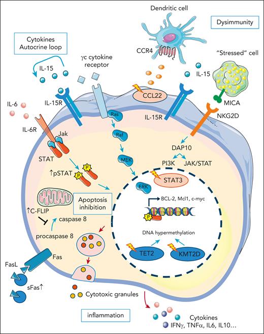 Main deregulated pathways in LGLL: deregulation of apoptosis pathways is a key element in LGLL pathogenesis. LGL clones are resistant to the Fas-mediated apoptosis. Secreted soluble Fas (sFas) act as a decoy of FasL preventing the formation of the Fas-mediated death-inducing signaling complex (DISC). Apoptosis cascade is also inhibited by an increased level of an inhibitory protein named cellular FADD-like IL-1–converting enzyme inhibitory protein (c-FLIP). Ras and phosphoinositide 3-kinase (PI3K)/protein kinase B (AKT) pathways are also activated in LGLL and contribute to the apoptosis inhibition. The JAK-STAT pathway is constitutively activated in LGLL and leads to the transcription of B-cell lymphoma 2 (BCL-2) and myeloid cell leukemia 1 (Mcl-1) antiapoptotic proteins expression. Indeed, the JAK-STAT pathway is activated by several mechanisms. Gain-of-function STAT3 mutations are observed in 30% to 60% of patients and have recently been shown to trigger the expansion of cytotoxic LGL cells expressing high level of natural-killer group 2, member D (NKG2D). The JAK-STAT pathway is also activated downstream to the cytokines’ receptors. Increased secretion of inflammatory cytokines creates an autocrine loop. Mutations affecting genes implicated in epigenetic mechanisms such as ten-eleven translocation-2 (TET2) and lysine methyltransferase 2D (KMT2D) have been recently described. Gain-of-function CCL22 mutation induce a defect in its CCR4 receptor internalization, leading to an increase adhesion of myeloid and dendritic cells. These immune cells can stimulate LGL cells survival and proliferation in part by IL-15 secretion. Inflammatory cytokines secretion and cytotoxic granules release lead to the clinical symptoms and biological features observed in LGLL.