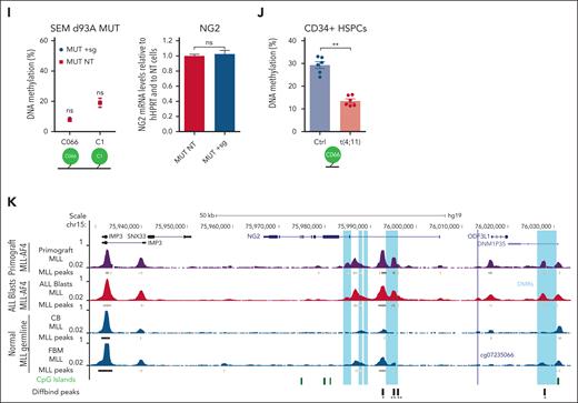 NG2 is a direct target of MLL-AF4 fusion protein in iB-ALL. (A) scRNA-seq heat map depicting the expression of various B-cell differentiation markers and NG2 in the indicated populations across human fetal B-cell differentiation (data from O'Byrne et al40). (B) Box plots showing NG2 expression in the indicated normal or leukemic B cells (n = 44 patients, data from Agraz-Doblas et al29). (C) Quantitative PCR (qPCR) analysis comparing NG2 expression in leukemic cells from patients with B-ALL with MLL germ line or MLL-AF4 (n = 6). (D) qPCR analysis of NG2 expression in MLL-AF4+ genome-edited fetal live (FL) and cord blood (CB) CD34+ cells. (E) Methylation levels (β value) across NG2 in normal B-cell progenitors (BCPs) and MLL germ line and MLL-AF4 leukemic cells, inferred from whole-genome bisulfite sequencing (WGB-seq) data (data from Tejedor et al28). Bar plots depict the average DNA methylation level of the differentially methylated regions (DMRs) or differentially methylated promoters (DMPS) observed in the indicated conditions. (F) Scatter plot showing the correlation between DNA methylation and gene expression of NG2. (G) Experimental design of the dCas9-DNMT3A methylation editing approach. (H) DNA methylation levels at the indicated CpG residues (C066 and C1) in dCas9-DNMT3AWT-targeted SEM cells (WT + sg) and nontargeted SEM cells (WT NT) (left panel). Right panel shows NG2 expression by qPCR in dCas9-DNMT3AWT-targeted and nontargeted SEM cells. (I) DNA methylation levels (left panel) and NG2 expression (right panel) of dCas9-DNMT3AMUT-targeted SEM cells (MUT + sg) and nontargeted SEM cells (MUT NT). (J) DNA methylation levels in MLL-AF4+ genome-edited CD34+ HSPCs. (K) Representative MLL chromatin immunoprecipitation–sequencing (ChIP-seq) tracks at NG2 gene in MLLr primografts, MLL-AF4+ B-ALL blasts, and healthy CB and fetal bone marrow (FBM) (data from Godfrey et al42-46). ∗P < .05, ∗∗P < .01, ∗∗∗P < .001, unpaired Student t test. Ns, not significant.