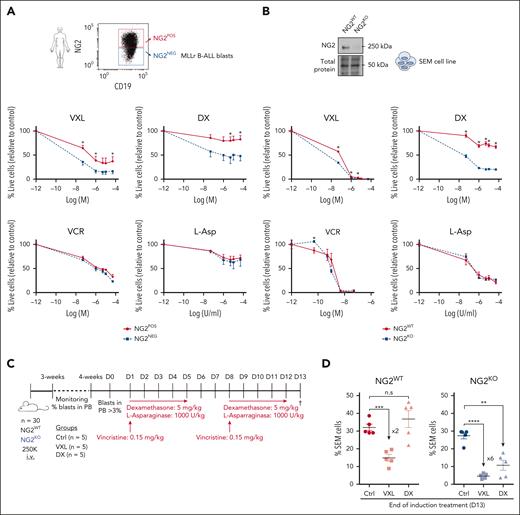 NG2 confers GC resistance to MLLr B-ALL cells. (A) Primary NG2POS and NG2NEG MLLr B-ALL cells were FACS sorted and treated with increasing concentrations of dexamethasone (DX), vincristine (VCR), and L-asparaginase (L-Asp) alone or in combination (standard induction therapy, VXL). Percentage of live cells (7-aminoactinomycin D stain (7AAD)-/annexin- population by FACS) is shown for each treatment. Top panel shows a representative FACS dot plot of NG2 expression in leukemic cells from a patient with MLLr B-ALL. (B) Percentage of live cells in wild-type (NG2WT) and CRISPR-Cas9 knocked out (NG2KO) SEM cells treated as above. Top panel shows an immunoblot of NG2 protein levels in NG2WT and NG2KO SEM cells. (C) Experimental design for in vivo treatments using NG2WT and NG2KO SEM cells. (D) Percentage of SEM cells detected in transplanted mice at the end of treatment (day 13) in the indicated groups. Each point depicts a mouse. ∗P < .05, ∗∗P < .01, ∗∗∗P < .001, unpaired Student t test. Ns, not significant.