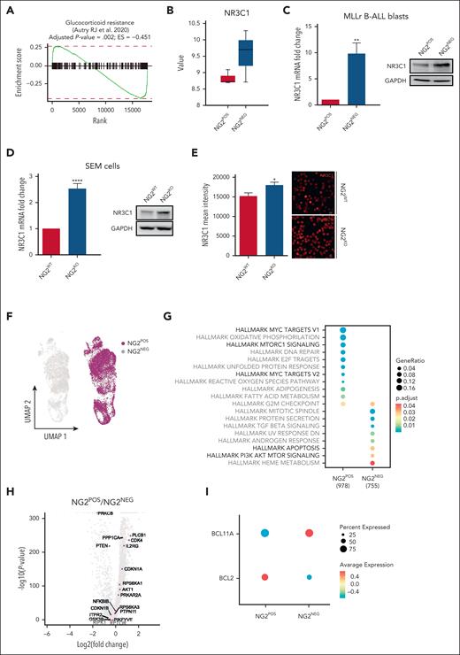 NG2 expression reduces the levels of the GCR NR3C1 and deregulates the downstream antiapoptotic PI3K/AKT/mTOR pathway in MLLr B-ALL cells. (A) Gene Set Enrichment Analysis (GSEA) for GC-resistance signature (Autry et al50) in FACS-sorted primary NG2POS and NG2NEG MLLr B-ALL blasts. (B) Gene expression microarray data showing NR3C1 expression in FACS-sorted primary NG2POS and NG2NEG blasts from patients with MLLr B-ALL (n = 3). (C,D) NR3C1 expression by qPCR (left panel) and protein expression by immunoblot (right panel) in FACS-sorted primary NG2POS and NG2NEG blasts from patients with MLLr B-ALL (n = 3) (C) and NG2WT and NG2KO MLL-AF4+ SEM cells (D). (E) Representative immunofluorescence image of NR3C1 expression in NG2WT and NG2KO MLL-AF4+ SEM cells (right panel) and quantification of the mean fluorescence intensity (left panel). (F) Uniform manifold approximation and projection (UMAP) representation of NG2POS and NG2NEG cells analyzed by scRNAseq in FACS-sorted MLLr B-ALL blasts. Each point on the UMAP plot represents an individual cell. (G) GSEA for hallmark signaling pathways from Molecular Signatures Database (MSigDB). Each dot represents a specific hallmark gene set, the size corresponds to the gene ratio, and the color represents the significance of each comparison. (H) Volcano plot depicting the most differentially expressed genes between NG2POS and NG2NEG cells. A positive fold change corresponds to genes overexpressed in the NG2POS population, and vice versa. Genes relevant in the PIK3/AKT/mTOR signaling pathways are indicated in purple. (I) Representation of BCL2 and BCL11A expression in NG2POS and NG2NEG cells. The size and the color of the circles correspond to the percentage of cells expressing the indicated gene and the average expression, respectively.