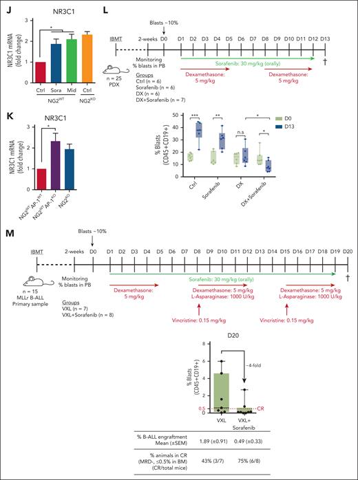 NG2 interacts with FLT3 to render ligand-independent activation of FLT3 signaling and downregulation of NR3C1 via the AP-1 complex. (A) Experimental design of the NG2 immunoprecipitation and MS analysis. (B) Heat map of NG2 partners detected by MS after NG2 immunoprecipitation. (C) Predicted region for NG2-FLT3 interaction using the iFrag prediction method. (D) FLT3 immunoprecipitation followed by NG2 blotting. (E) Colocalization of NG2 and FLT3 by ImageStream in MLLr B-ALL patient-derived xenograft (PDX). Human leukocyte antigen (HLA) marker depicts the human population. (F) Schematic representation of FLT3 pathway. (G) Immunoblots showing the phosphorylation status of FLT3 and its downstream target STAT5 in NG2WT and NG2KO SEM cells. (H) Percentage of live NG2WT SEM cells treated with DX in the presence or absence of the FLT3 inhibitors sorafenib and midostaurin. (I) Percentage of live NG2WT, NG2KO, and NG2WTAP1KO SEM cells on treatment with DX. (J) NR3C1 expression detected by qPCR in NG2WT SEM cells in the presence or absence of sorafenib and midostaurin. (K) NR3C1 expression detected by qPCR in NG2WT, NG2KO, and NG2WTAP1KO SEM cells. (L) Experimental design for in vivo experiments using NG2-expressing MLL-AF4+ PDXs treated with DX alone or in combination with sorafenib (top panel). Tumor burden (percentage of blasts) in PDX-transplanted mice at the beginning (day 0) and at the end (day 13) of treatment in the indicated groups (bottom panel). (M) Experimental design for in vivo experiments using NG2-expressing MLL-AF4+ primary cells treated with standard induction therapy (VXL) alone or in combination with sorafenib (top panel). Tumor burden (percentage of blasts) in transplanted mice at the end (day 20) of treatment in the indicated groups (bottom panel). Each point depicts 1 mouse. A mouse is considered in CR when the percentage of blasts in BM ≤0.5%. ∗P < .05, ∗∗P < .01, ∗∗∗P < .001, unpaired Student t test. Ns, not significant.
