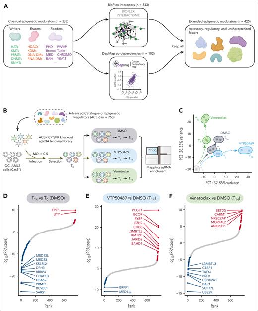 CRISPR screen of the ACER library identifies crucial epigenetic regulators of menin inhibitor response. (A) Schematic of ACER library design. Classical epigenetic modulators (n = 333) were extended by including 343 interactors from BioPlex Interactome and 102 codependency genes from the DepMap data set, resulting in a collection of 758 epigenetic regulator genes. (B) Schematic overview of the CRISPR knockout screen using the ACER library. OCI-AML2 AML cells with stable Cas9 expression were transduced with pooled sgRNAs using lentiviruses. After antibiotic selection, these cells were treated with DMSO, 1 μM VTP50469, or 100 nM venetoclax for 0, 7, and 14 days. After treatment, the genomic DNA was harvested for library construction and analyzed using next-generation sequencing. (C) Principal component analysis showing time-dependent yet distinct cellular responses of the DMSO, VTP50469, and venetoclax treatment groups. (D-F) MAGeCK analysis results showing a ranking of genes based on their RRA scores. These rankings compare the day 14 DMSO-treated group with the day 0 DMSO-treated group (D), the day 14 VTP50469-treated group with the day 14 DMSO-treated group (E), and the day 14 venetoclax-treated group with the day 14 DMSO-treated group (F). Screen hits that were significantly dropped and enriched (RRA < 0.0001) are marked in blue and red, respectively, with the gene names of the top hits labeled for reference. BAH, bromo-adjacent homology; Bromo, bromodomain; Cas9, CRISPR-associated protein 9; CHROMO, chromatin organization modifier; DNA-DMs, DNA demethylases; DNMTs, DNA methyltransferases; HATs, histone acetyltransferases; HDACs, histone deacetylases; KMTs, lysine methyltransferases; KDMs, lysine demethylases; MBD, methyl-CpG binding domain; MOI, multiplicity of infection; PC, polycomb; PHD, plant homeodomain; PRMTs, protein arginine methyltransferases; PWWP, proline-tryptophan-tryptophan-proline domain; RNA-DMs, RNA demethylases; RNMTs, RNA methylrtansferases; RRA, robust rank aggregation.