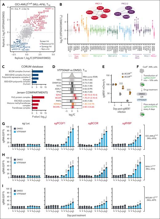 Loss of PRC1.1 or PRC2.2 renders menin-MLL inhibitor resistance in KMT2A-r leukemia cells. (A) Scatterplot of gene log2 FC (VTP50469/DMSO) in 2 biological replicates of screens in OCI-AML2 (MLL-AF6) cells. (B) Boxplots of sgRNA log2 FC (VTP50469/DMSO) for each indicated gene in OCI-AML2 cells. # denotes resistance hits identified in the screen. (C) Enrichment analysis of resistance hit genes using the Comprehensive Resource of Mammalian Protein Complexes (CORUM) protein complex database (top) and Jensen COMPARTMENTS (bottom). (D) Bar plots showing sgRNA log2 FCs in genes with recurrent mutations in AML. The bars represent the log2 FC for each sgRNA. The density plots above represent the distribution of all sgRNAs. (E) Competitive growth assay of mCherry-tagged sgMEN1 cells in BCOR wild-type and knockout OCI-AML2 cells. The graph shows the relative percentages of sgMEN1-expressing cells at the indicated time points after sgRNA infection. The mCherry percentage at each time point was normalized to the day 3 measurement. (F) Schematic illustrating competitive growth assays to assess growth advantage of leukemia cells expressing specific sgRNA sequences, under conditions of either DMSO or VTP50469 treatment. (G-I) Competitive proliferation assays showing the relative percentage of leukemia cells expressing EGFP-tagged sgRNA sequences under either DMSO or VTP50469 treatment in the OCI-AML2 (G; 100 nM), MV4-11 (H; 30 nM), and MOLM-13 (I; 10 nM) KMT2A-r AML cell lines. sgRNA targeting the luciferase gene sgLuc was used as a negative control. The EGFP percentage at each time point was normalized to the initial measurement. EGFP, enhanced green fluorescent protein; FC, fold change; NEG, negative control; ∗P < .05; ∗∗P < .01; ∗∗∗P < .001; ∗∗∗∗P <.0001.
