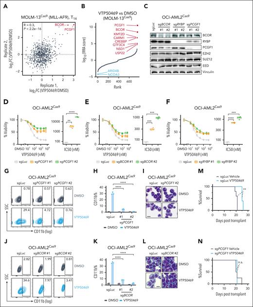 PRC1.1 is required for menin-inhibitor-induced antileukemia effects. (A) Scatter plots showing gene log2 FC for each gene in 2 biological replicates of CRISPR screen in MOLM-13 cells. (B) MAGeCK results showing ranked genes based on the RRA score of the day 14 VTP50469-treated group compared with the DMSO-treated group in MOLM-13 cells. (C) Western blot analysis showing the levels of the indicated proteins after individual knockout of PRC1.1 complex components BCOR, RYBP, and PCGF1 in OCI-AML2 cells. Two independent sgRNAs were used for targeting each gene. (D-F) Dose-response curves showing the viability of OCI-AML2 cells expressing the indicated sgRNAs, including PCGF1 (D), BCOR (E), and RYBP (F), after a 10-day treatment with the DMSO control or various doses of VTP50469. All cell viabilities were normalized to DMSO treatment. The calculated IC50 values are shown in boxplots. (G) Flow cytometry analysis of the percentages of CD11b+ cells in OCI-AML2 cells expressing sgLuc and sgPCGF1 after a 9-day treatment with DMSO or 1 μM VTP50469. (H) Bar plot depicting the percentages of CD11b+ cells as shown in panel G. (I). Wright-Giemsa stain of OCI-AML2 cells expressing sgLuc and sgPCGF1, after a 9-day treatment with DMSO or 1 μM VTP50469. Scale bar, 10 μm. (J) Flow cytometry analysis of the percentages of CD11b+ cells in OCI-AML2 cells expressing sgLuc and sgBCOR, after a 9-day treatment with DMSO or 1 μM VTP50469. (K) Bar plot depicting the percentages of CD11b+ cells as shown in panel J. (L) Wright-Giemsa stain of OCI-AML2 cells expressing sgLuc and sgBCOR, after a 9-day treatment with DMSO or 1 μM VTP50469. Scale bar, 10 μm. (M-N) Kaplan-Meier survival curve of mice after transplantation of MV4-11 AML cells expressing the indicated sgRNAs. P values were calculated using the log-rank test. IC50, 50% inhibitory concentration; n.s., not significant; SSC, side scatter; ∗∗P < .01; ∗∗∗P < .001; ∗∗∗∗P <. 0001.