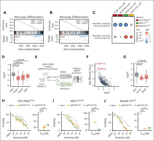 Loss of PRC1.1 sensitizes AML cells to BCL2 blockade. (A-B) GSEA showing decreased monocyte differentiation genes in OCI-AML2 cells expressing sgPCGF1 (A) or sgBCOR (B), relative to cells expressing sgLuc. (C) Bubble plot illustrating GSEA results, highlighting the downregulation of Beat AML venetoclax-resistant gene signatures and the upregulation of Beat AML venetoclax-sensitive gene signatures in AML cells with PCGF1 or BCOR knockout, compared with wild-type controls. (D) Boxplots showing the log2 FC in sgRNA counts for specific genes from ACER CRISPR screen in OCI-AML2 cells, comparing venetoclax treatment to DMSO. (E) Schematic overview of the CRISPR knockout screen using the ACER library in MOLM-13 cells treated with either DMSO or venetoclax. (F) Scatterplot showing the log2 FC and negative RRA score from ACER CRISPR screen in MOLM-13 cells, comparing venetoclax treatment to DMSO. (G) Boxplots showing the log2 FC in sgRNA counts for specific genes from ACER CRISPR screen in MOLM-13 cells, comparing venetoclax treatment to DMSO. (H-J) Dose-response curves showing the viability of OCI-AML2 (H), MV4-11 (I), and MOLM-13 (J) cells expressing the indicated sgRNAs, treated for 5, 4, and 3 days, respectively, with either DMSO control or different doses of venetoclax. All cell viabilities were normalized to DMSO treatment. Calculated IC50 values were shown in boxplots. FDR, false discovery rate; NEG, negative control genes; NES, normalized enrichment score; ∗∗∗P < .001; ∗∗∗∗P < .0001.