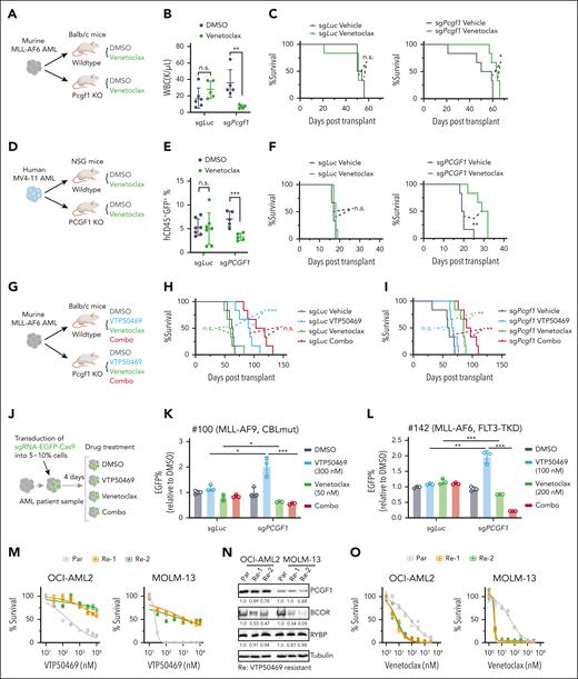 Venetoclax effectively suppresses in vivo tumor progression and overcomes menin inhibitor resistance in KMT2A-r leukemia with PCGF1 deficiency. (A) Schematic showing the transplantation of MLL-AF6 murine AML cells into recipient mice, followed by a 4-week continuous oral treatment starting 5 days after transplantation, using either vehicle control or venetoclax at 20 mg/kg per day. (B) WBC counts in peripheral blood of indicated cohorts, measured 21 days after transplantation. (C) Kaplan-Meier survival curve of mice after transplantation of MLL-AF6 murine AML cells expressing the indicated sgRNAs. The P values were calculated by log-rank test. (D) Schematic showing the transplantation of human MV4-11 MLL-AF4 AML cells into recipient mice, followed by a 7-day continuous oral treatment starting 5 days posttransplantation, using either vehicle control or venetoclax at 75 mg/kg per day. (E) Bar plot showing the percentages of human CD45+ cells in the peripheral blood of indicated cohorts measured 12 days after transplantation. (F) Kaplan-Meier survival curve of mice after transplantation of human MV4-11 AML cells expressing indicated sgRNAs. The P values were calculated by the log-rank test. (G) Schematic showing the transplantation of MLL-AF6 murine AML cells into recipient mice, followed by a 4-week continuous oral treatment starting 5 days after transplantation, using a vehicle control, VTP50469 at 60 mg/kg per day (twice daily ), venetoclax at 20 mg/kg per day, or a combination of VTP50469 and venetoclax. (H-I) The Kaplan-Meier survival curve of mice after transplantation of MLL-AF6 murine AML cells expressing sgRNAs targeting Luc (H) and Pcgf1 (I). The P values were calculated by the log-rank test. (J) Schematic of the competitive growth assay. Primary AML cells were infected with Cas9-EGFP–linked sgRNAs and treated with DMSO, VTP50469, venetoclax, or a combination of both compounds for 10 days, followed by flow cytometry measurement of EGFP+ cells. (K-L) Bar plot showing the relative enrichment of sgRNA+ cells in 2 independent AML primary samples. The percentages of sgRNA+ cells in each treatment were normalized to the DMSO treatment control. (M) Dose-response curves showing viabilities of parental and 2 independent VTP50469-resistant OCI-AML2 (left) and MOLM-13 (right) cells after 9-day and 6-day treatments of VTP50469, respectively. (N) Western blot showing the protein levels of PRC1.1 members PCGF1, BCOR, and RYBP in parental and VTP50469-resistant OCI-AML2 and MOLM-13 cells. Relative FCs in protein levels are labeled below. (O) Dose-response curves showing viabilities of parental and VTP50469-resistant OCI-AML2 (left) and MOLM-13 (right) cells after 6-day and 3-day treatment of venetoclax, respectively. GFP, green fluorescent protein; n.s., not significant; Par, parental; Re, menin inhibitor resistant line; WBC, white blood cells; ∗P < .05; ∗∗P < .01; ∗∗∗P < .001.