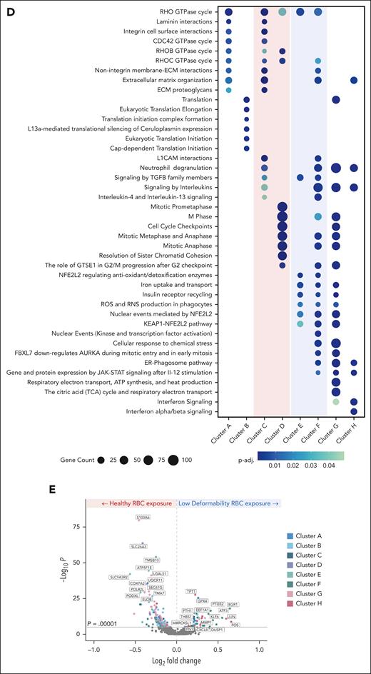 scRNA-seq reveals differential EC gene expression in endothelialized microfluidic devices exposed to a heterogeneous RBC suspension with a subpopulation of less-deformable RBCs compared with a homogeneous RBC suspension of hRBCs. Using the same 50 × 100 μm microfluidic device endothelialized to confluence with human umbilical vein ECs and RBC preparations as previously described (5% nystatin-treated with 95% hRBCs compared with 100% hRBCs), RBC suspensions were again perfused for 4 hours, but after the experiment, ECs were collected and prepared for scRNA-seq. (A) Uniform manifold approximation and projection (UMAP) embedding of scRNA-seq samples consisting of high-quality ECs portioned into 8 clusters with unique transcriptomic profiles. (B) Distribution of EC clusters after healthy vs nystatin-treated, low deformability RBC exposure. After exposure to nystatin-treated RBCs, a reduction in clusters C and D with a concomitant increase in clusters E and F was observed. (C) A heat map displaying the top markers expressed within each cluster. Columns represent individual cells, grouped by clusters, and rows display individual genes with the highest differential expression within each subcluster. Color bar shows gene expression levels, with red being high and blue being low gene expression. hRBC-enriched clusters C and D display an upregulation of genes associated with cellular proliferation and migration, including FP671120 (miR-3648), COL4A1 (collagen type IV), MKI67 (Ki-67), and CKS1B (CDC28 protein kinase regulatory subunit 1B). In contrast, clusters E and F, associated with nystatin-treated RBC exposure, demonstrate an upregulation of stress response genes, such as SRXN1 (sulfiredoxin 1) and ERG1 (early growth response protein 1), as well as several key regulatory factors involved in endothelial activation, including ANKRD1 (cardiac ankyrin repeat protein), KLF4 (Krüppel-like factor 4), FOS, and JUN. (D) Pathways enriched in each EC cluster. Clusters C and D, which were reduced in ECs exposed to nystatin-treated RBCs, are notably enriched in cellular proliferation and motility pathways, namely those involving RHO GTPase, laminin, integrin, and ECM proteoglycans, in addition to cell cycle pathways. Clusters E and F, enriched following nystatin-treated RBC exposure, exhibited significant enrichment of cellular response and oxidative stress pathways, including iron uptake, NFE2L2 signaling, and ROS and RNS production, as well as enriched cellular response and regulatory activity via kinase and transcription factor activation pathways. (E) A volcano plot illustrating differential gene expression in ECs exposed to nystatin-treated, low-deformability RBCs vs hRBCs, in which genes upregulated after nystatin-treated RBC exposure show a positive fold change, whereas those upregulated after hRBC exposure show a negative fold change (P < .00001). Several notable genes were observed to be significantly upregulated after nystatin-treated RBC exposure such as known markers of endothelial activation after injury, including THBS1, MMP1, CXCL8, EEF1A1, KLF6, and FN1. MARCKSL1, a key regulator of endothelial remodeling in response to disturbed flows, was also found to be upregulated. Markers of ferroptosis, GPX4, ATF3, PTGS2, and FTH1 were also upregulated. ECM, extracellular matrix; GTPase, guanosine triphosphate