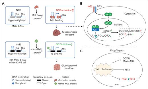 Schematics of the NG2-centered regulatory network in MLLr B-ALL. (A) The MLL fusion protein binds to MLL-specific hypomethylated regulatory elements at the NG2 locus, driving MLL-specific NG2 activation in MLLr B-ALL. (B) NG2 interacts with FLT3 on the cell surface, triggering a ligand-independent FLT3 signaling cascade and inducing AP1-mediated inhibition of the GR and its downstream pathways. (C) The NG2-FLT3 interaction site may offer a new target for drug development to improve treatment efficacy for patients with MLLr B-ALL. TES, transcription end site; TSS, transcription start site. The figure was prepared by Yan Zhao.