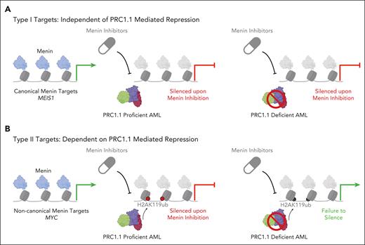 PRC1.1 plays a role in menin inhibitor target repression. (A) Canonical menin targets such as MEIS1 (left) are repressed upon menin inhibitor treatment irrespective of PRC1.1 activity (center and right). (B) Type II menin targets such as MYC show enrichment of both menin and PRC1.1-deposited H2AK119ub (left). In PRC1.1-proficient cells treated with menin inhibitor, these targets are silenced due to the suppression of menin and subsequent repression by H2AK119ub (center). However, in PRC1.1-deficient cells receiving menin inhibitor treatment, the loss of PRC1.1 reduces the H2AK119ub signal, leading to the epigenetic reactivation of these genes (right). Image created with BioRender.com.