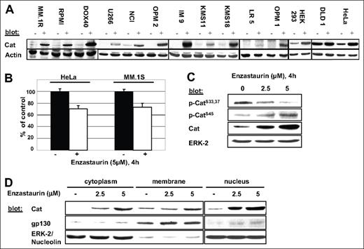 Enzastaurin triggers β-catenin accumulation in MM and other tumor cells by inhibiting its degradation. (A-C) Indicated cell lines were treated with enzastaurin for 4 hours and subjected either to cell lysis (A,C) followed by immunoblotting with indicated antibodies or RNA extraction (B) followed by specific quantitative real-time PCR for β-catenin. (D) MM.1S cells were exposed to the indicated concentrations of enzastaurin for 4 hours followed by cell fractionation. Immunoblots were probed with the indicated antibodies.