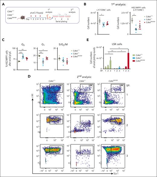 Kinase-inactivated CDK6 maintains HSPC potential upon long-term challenge. (A) Experimental workflow of repetitive in vivo pI:pC injections followed by an in vitro serial plating assay of Cdk6+/+, Cdk6–/–, and Cdk6KM/KM BM cells. (B) Flow cytometry analysis of L–K+CD86+ and HSC-MPP1 (from L–K+CD86+) cells upon serial pI:pC injection (n ≥ 3, mean ± SEM). (C) Cell cycle distribution of HSC/MPP1 cells upon serial pI:pC treatment (n=5, mean ± SEM). (D) Representative flow cytometry plots showing serially plated LSK cells upon repetitive pI:pC treatment. (E) Relative quantification of LSK cells during serial plating after repetitive in vivo pI:pC treatment (n = 3-6, mean ± SEM). SP, serial plating. ∗P < .05; ∗∗P < .01; ∗∗∗P < .001.