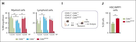 Kinase-inactivated CDK6 enhances HSC homing and self-renewal. (A) Top upregulated genes in dormant Cdk6KM/KM HSCs compared with Cdk6+/+ and Cdk6–/– cells from scRNA-seq. (B) Schematic representation of BM homing assay in vivo. (C) Flow cytometry analysis of homed CD45.2+Cdk6+/+, Cdk6–/–, and Cdk6KM/KM LSK and HSC/MPP1 of LSK cells 18 hours after injection into CD45.1+ recipients (n ≥ 11 recipients and donors, mean ± SEM). (D) Serial BM transplantation workflow of Cdk6+/+, Cdk6–/–, and Cdk6KM/KM BM cells. (E) Representative flow cytometry plots of gated LSK cells over 4 rounds of transplantation (TP). (F-G) Percentage of engrafted CD45.2+Cdk6+/+, Cdk6–/–, and Cdk6KM/KM LSK and HSC/MPP1 cells over 4 rounds of transplantation. (H) Lineage distribution of engrafted CD45.2+Cdk6+/+, Cdk6–/–, and Cdk6KM/KM BM cells (n = 3-6/genotype, mean ± SEM). (I) Experimental-design competitive BM transplantation assay, depicting a 1:1 ratio transplantation of CD45.1+Cdk6+/+ together with either CD45.2+Cdk6+/+ or Cdk6KM/KM BM into lethally irradiated recipient mice. (J) End point analysis of competitive transplantation showing CD45.2+Cdk6+/+ and Cdk6KM/KM HSC/MPP1 cells (n = 7 per group, mean ± SEM). ∗P < .05; ∗∗P < .01; ∗∗∗P < .001; ∗∗∗∗P < .0001.