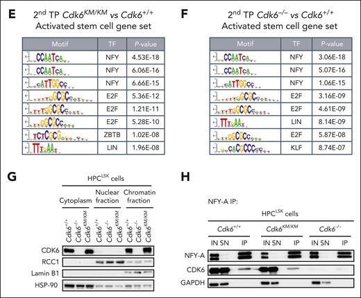 Kinase-inactivated CDK6 balances quiescent and activated transcriptional programs of HSCs. (A) Experimental workflow of low-input RNA-seq of engrafted CD45.2+ HSC/MPP1 cells after 2 serial rounds of transplantation. (B) Venn diagrams showing genes uniquely or commonly upregulated (left) and downregulated (right) in Cdk6–/– and Cdk6KM/KM compared with Cdk6+/+ HSC/MPP1 cells after 2 serial rounds of transplantation (n=3; |Log2FC| ≥ 0.3; adjusted P value < .2). (C-D) Gene set enrichment analysis to test for the enrichment of quiescent or activated stem cell gene sets in differentially expressed genes coming from 3 analyses: HSC/MPP1 cells of Cdk6KM/KM compared with Cdk6+/+ cells, Cdk6KM/KM compared with Cdk6–/–, or Cdk6–/– compared with Cdk6+/+ after 2 serial rounds of transplantation. (E-F) Transcription factor motif enrichment analysis of genes within the activated stem cell gene set that are either upregulated in (E) Cdk6KM/KM compared with Cdk6+/+ HSC/MPP1 cells or (F) Cdk6–/– compared with Cdk6+/+ HSC/MPP1 cells upon 2 serial rounds of transplantation. (G) Subcellular fractionation of Cdk6+/+, Cdk6–/–, and Cdk6KM/KM HPCLSK cells, followed by western blot analysis of CDK6. Lamin B1/regulator of chromosome condensation 1 (RCC1) served as a nuclear marker, whereas heat shock protein 90 (HSP-90) served as a cytoplasmic marker. (H) Anti-NFY-A co-immunoprecipitation (co-IP) from Cdk6+/+, Cdk6–/–, and Cdk6KM/KM HPCLSK cell extracts followed by NFY-A and CDK6 immunoblotting. IN indicates the input lysate and SN indicates the supernatant after IP. Glyceraldehyde-3-phosphate dehydrogenase (GAPDH) served as loading control.