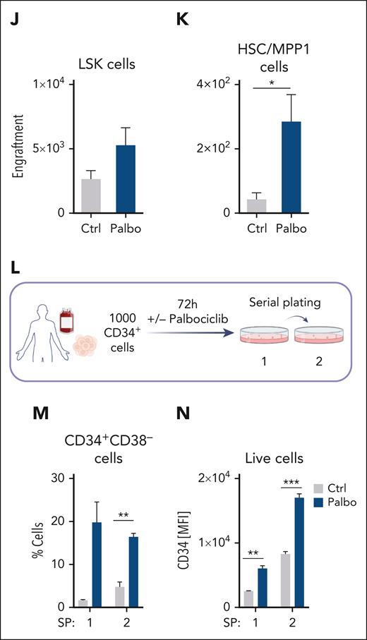 CDK4/6 kinase inhibition protects HSC fitness. (A) Experimental scheme of 10x Genomics scRNA-seq including flow cytometry sorting of LSK cells followed by 24-hour cultivation with either PBS or palbociclib. (B) UMAP visualization of 13 LSK cell clusters. Colors indicate different clusters. (C) UMAP of 4 HSPC subclusters. Myel 1: granulocyte; Myel 2: dendritic; Myel 3: neutrophil; and Naïve: immature cells. (D) Bar chart of relative HSPC subcluster sizes of the PBS or palbociclib-treated samples. (E) Heat map of top 50 upregulated genes upon palbociclib treatment compared with controls out of the 282 genes found in Figure 5G. Errors indicate top genes of Figure 5H, also found in the palbociclib comparison. (F) Experimental design to assess in vivo palbociclib treatment followed by an in vitro serial plating assay of sorted HSC/MPP1 cells. (G) Flow cytometry analysis of HSC/MPP1 cells and (H) serially plated LSK cell numbers upon in vivo palbociclib treatment (n ≥ 4, mean ± SEM). (I) Experimental design for competitive BM transplantation assay. CD45.1+ control and palbociclib-treated (200 nM) CD45.2+ BM cells were transplanted in a 1:1 ratio into lethally irradiated recipient mice upon 72 hours of cultivation. (J-K) End point analysis of engrafted BM LSK and HSC/MPP1 cells upon palbociclib treatment (n = 7 per group, mean ± SEM). (L) Experimental overview of PBS or palbociclib-treated human CD34+ cells followed by a serial plating assay. (M-N) Percentage of CD34+CD38– cells and mean fluorescence intensity (MFI) of CD34+ cells in 2 serial plating rounds (n = 3-4 per treatment, mean ± SEM). Cycle, cell cycle; Dendr, dendritic; D/M, dendritic/macrophage; Ery, erythroid; Granu, granulocyte; Innate, innate lymphocyte; MK, megakaryocyte; M/L cycle, myeloid/lymphoid cell cycle; Neutro, neutrophil; Ribos, ribosomes; Ctrl, control. ∗P < .05; ∗∗P < .01: ∗∗∗P< .001; ∗∗∗∗P < .0001.