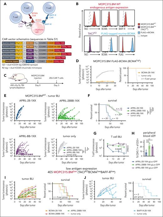 Myeloma–directed CAR T cells are impaired by low antigen expression in vivo. (A) Schematic of the APRIL-CAR targeting both BCMA/TACI and scFv–based BCMA and BAFF-R CARs targeting BCMA and BAFF-R, respectively, on a myeloma cell. All vector maps for CARs used in this figure are depicted below. (B) Endogenous expression of TACI, BCMA, and BAFF-R on MOPC315.BM (top, red). Validation of TACI KO with CRISPR-Cas9-gRNA electrporation (purple), and overexpression of a FLAG–tagged murine BCMA that was expressed with a transposase (blue). (C) Schematic of syngeneic MOPC315.BM in vivo model. Mice were lymphodepleted with 450 cGy sublethal total body irradiation (SL-TBI) on day 0 and then injected tail IV with MOPC315.BM. CAR T cells were injected 3 days later. (D) Tumor BLI and survival of mice bearing 4E5 MOPC315.BM FLAG-mBCMA (overexpressed) and treated with BCMA-28-1XX T cells. Mice were lymphodepleted with 450 cGy SL-TBI on day 0 and then injected tail IV with 4E5 MOPC315.BM FLAG-mBCMA. 2E6 CAR T cells were injected 3 days later. BCMA-CAR T cells were cultured with 1 μM dasatinib for 2 days prior to injection into mice. (E-F) Tumor BLI and survival of mice bearing MOPC315.BMWT (TACIhighBCMAlowBAFF-Rlow) and treated with APRIL-CAR T cells with varied costimulatory domains. Mice were lymphodepleted with 450 cGy SL-TBI on day 0 and then injected tail IV with 2E5 MOPC315.BMWT. 2E6 CAR T cells were injected 3 days later. BLI statistics performed with Vardi area under the curve (AUC) analysis and survival statistics with Mantel-Cox log-rank test. Data are combined from at least 4 independent experiments. (G) T-cell BLI of mice treated with CD45.1+ APRIL-CAR T cells labeled with gLuc-GFP. Mice were lymphodepleted with 450 cGy SL-TBI on day 0 and then injected tail IV with 2E5 MOPC315.BMWT. 2E6 CAR T cells were injected 3 days later. T cells were imaged weekly starting on day 6. Statistics were performed with the 1-way analysis of variance (ANOVA) test on day 27. Data are combined from at least 2 independent experiments. (H) CD45.1+ T-cell abundance measured in the peripheral blood of mice from panel G on day 29, as measured by flow cytometry. Statistics were performed with the 1-way ANOVA test. Data are representative of at least 2 independent experiments. (I-J) Tumor BLI and survival of mice bearing MOPC315.BMlow (TACIKOBCMAlowBAFF-Rlow) and treated with APRIL, BCMA, or BAFF-R-CAR T cells. Mice were lymphodepleted with 450 cGy SL-TBI on day 0 and then injected tail IV with 4E5 MOPC315.BMlow. 2E6 CAR T cells were injected 3 days later. ns, not significant; ∗P < .05; ∗∗P < .01; ∗∗∗P < .001; ∗∗∗∗P < .0001.