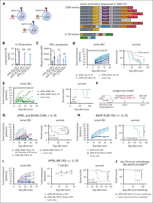 Engineered IL-18 secretion by CAR T cells improves therapeutic activity against antigen-high and antigen-low myeloma. (A) Schematic of APRIL, BCMA, or BAFF-R CAR T cells engineered to secrete IL-18. Vector maps for CAR constructs used in this figure are depicted to the right. (B) Engineered IL-18 secretion levels by APRIL-CAR T cells ± engineered IL-18 secretion. Approximately 100 000 CAR T cells were cultured for 24 hours in IL-2 and the supernatant was collected for ELISA. Concentration was determined based on standard curve measurements. Statistical analysis performed with the Student t test. (C) IFN-γ secretion by APRIL-CAR T cells ± engineered IL-18 secretion. Supernatant from setup in panel B was analyzed using an IFN-γ flow cytometric bead array kit. Statistical analysis performed with the Student t test. (D) Tumor BLI and survival of mice bearing MOPC315.BMWT and treated with CD28-costimulated, IL-18-secreting APRIL-CAR T cells. Mice were lymphodepleted with 450 cGy SL-TBI on day 0 and then injected tail IV with 2E5 MOPC315.BMWT. 2E6 CAR T cells were injected 3 days later. Data are combined from at least 2 independent experiments. (E) Tumor BLI and survival of mice bearing MOPC315.BMWT and treated with CD28-4-1BB-costimulated IL-18-secreting APRIL-CAR T cells. Mice were lymphodepleted with 450 cGy SL-TBI on day 0 and then injected tail IV with 2E5 MOPC315.BMWT. 2E6 CAR T cells were injected 3 days later. (F) Schematic of syngeneic antigen-low MOPC315.BMlow in vivo model (used in panels G-I). Mice were lymphodepleted with 450 cGy SL-TBI on day 0 and then injected tail IV with 4E5 MOPC315.BMlow. 2E6 CAR T cells were injected 3 days later. (G) Tumor BLI and survival of mice bearing MOPC315.BMlow (TACIKOBCMAlowBAFF-Rlow) and treated with IL-18-secreting APRIL or BCMA-CAR T cells. Tumor BLI was performed weekly starting on day 7. Data are combined from at least 2 independent experiments. (H) Tumor BLI and survival of mice bearing MOPC315.BMlow (TACIKOBCMAlowBAFF-Rlow) and treated with BAFF-R-28-1XX CAR T cells ± IL-18. Tumor BLI was performed weekly starting on day 7. (I) Tumor BLI, T-cell BLI, and survival of mice bearing MOPC315.BMlow (TACIKOBCMAlowBAFF-Rlow) and treated with APRIL-BB-1XX/IL-18 T cells compared with control APRIL-BB-1XX T cells without engineered IL-18 expression. T-cell BLI was performed weekly starting on day 6. Tumor BLI was performed weekly starting on day 7. Data are combined from at least 2 independent experiments. (J) Survival of APRIL-BB-1XX/IL-18 treated complete responder mice that were rechallenged with 4E5 MOPC315.BM TACIKO(BCMAlowBAFF-Rlow) 93 days after original experiment start date. Mice were not irradiated before re-challenge. Statistical analysis of all survival curves was performed with the Mantel-Cox log-rank test. ELISA, enzyme-linked immunosorbent assay. ∗P < .05; ∗∗P < .01; ∗∗∗∗P < .0001.