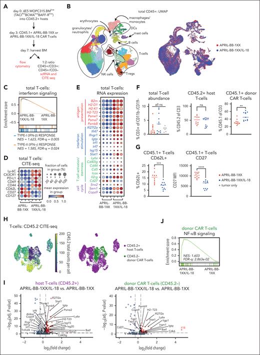 IL-18-secreting CAR T cells increase interferon signaling and drive effector-like differentiation of T cells in vivo. (A) Experimental setup describing in vivo antigen-low IL-18-CAR T-cell model and BM harvest for flow or single-cell sequencing. Mice were lymphodepleted with 450 cGy SL-TBI on day 0 and then injected tail IV with 4E5 MOPC315.BMlow. 2E6 CAR T cells were injected 3 days later. Harvest data for single-cell sequence or flow cytometry were collected on day 7 of experiment unless otherwise specified. (B) UMAP projection of 34628 CD45+ cells post-QC processing, annotated by different cell types (left) and biological group (right). (C) GSEA plot depicting enrichment of the type-I/II interferon signaling pathways in T cells from APRIL-BB-1XX/IL-18 treated mice. (D-E) Dotplot of selected CITE-seq epitope expression (D) and RNA transcript expression (E) related to antigen presentation, interferon signaling/response, T-cell activation/effector function, T-cell stemness, and cell cycle. Columns represent 3 replicate mice in each group. (F) Abundance of total T cells, CD45.2+ host T cells, and CD45.1+ donor CAR T cells, as measured by flow cytometry. Data are combined from at least 2 independent experiments. Statistics performed with the 1-way ANOVA test. (G) Expression of stemness/naïve-like markers in CD45.1+ donor CAR T cells, as measured by flow cytometry. Data are combined from at least 2 independent experiments. (H) UMAP projection of T cells and annotation of CD45.2+ host T cells and CD45.2– donor CAR T cells. Annotations were assigned using CD45.2 expression with CITE-seq. (I) Volcano plots of the Wilcoxon rank-sum scores from the differential gene expression analysis of APRIL-BB-1XX/IL-18 vs APRIL-BB-1XX CAR T-cell treatment in CD45.2+ host T cells and CD45.2– donor CAR T cells, respectively. Genes with adjusted P value = 1 were filtered out before plotting. (J) GSEA plot displaying upregulation of NF-κB signaling pathway in CD45.2– donor APRIL-BB-1XX/IL-18 T cells. UMAP: Uniform Manufold Approximation and Projection; GSEA: gene set enrichment analysis. ∗∗P < .01; ∗∗∗P < .001; ∗∗∗∗P < .0001.