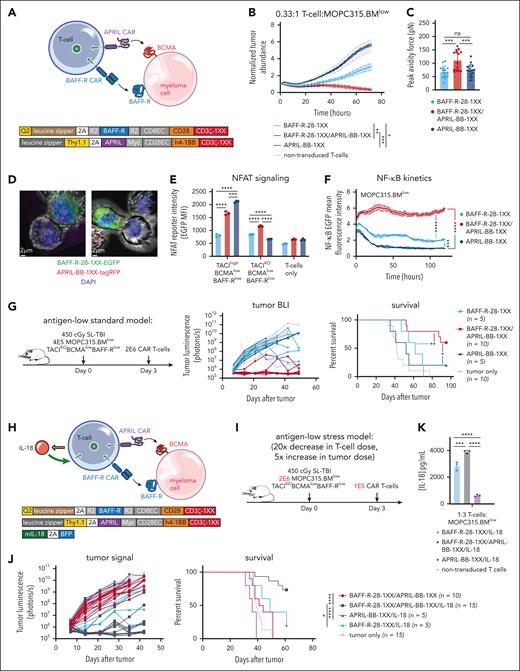 BAFF-R/APRIL dual-CAR T cells with engineered IL-18 secretion eliminate antigen-low myeloma in a stress-dose model. (A) Schematic of BAFF-R/APRIL dual-CAR T cells and the corresponding CAR vector maps. (B) Incucyte cytotoxicity assay of BAFF-R/APRIL dual or single-CAR T cells vs 10 000 IRFP713+ MOPC315.BMlow. Near-infrared signal was measured over time with the Incucyte SX5. Statistical analysis was performed with the 1-way ANOVA test at 72-hour end point. Data are representative of at least 2 independent experiments. (C) Binding avidity force between MOPC315.BMlow and BAFF-R/APRIL dual or single-CAR T cells. Myeloma cells were seeded on poly-L-lysine coated plates before adding EGFP+ T cells. Lumicks C-trap optical tweezers were used to locate EGFP+ T cells, bring them in contact with myeloma cells, and then separate them, allowing separating force to be recorded. Statistical analysis was performed with the 1-way ANOVA test. Data are combined from at least 2 independent experiments. (D) Confocal microscopy of coexpressed BAFF-R-EGFP and APRIL-tagRFP CARs present at the synapse interface between CAR T cells and MOPC315.BMlow (TACIKOBCMAlowBAFF-Rlow). CAR T cells were cocultured with MOPC315.BMlow for 2 hours and then fixed and processed for imaging. Z-stack images were acquired with Leica Stellaris 8 at 63× magnification and room temperature (25°C), in the following channels: green, red, and DAPI. Data were analyzed on the Imaris software (Oxford Instruments) and 2D images containing a clear representation of the T-cell:MOPC315.BMlow synaptic interface were exported. (E) NFAT signaling of BAFF-R/APRIL dual or single-CAR T cells when exposed MOPC315.BMWT or MOPC315.BMlow myeloma cells. A total of 20 000 CAR T cells containing an NFAT-EGFP response element were cocultured with 60 000 myeloma cells for 24 hours. NFAT-GFP signaling was measured with flow cytometry. Data are representative of at least 2 independent experiments. (F) NF-κB signaling of BAFF-R/APRIL dual or single-CAR T cells. 10 000 CAR T cells containing an NF-κB-EGFP response element were cocultured with 30 000 MOPC315.BMlow cells. NF-κB-EGFP signal was measured over time with the Incucyte SX5. Statistical analysis was performed with the 1-way ANOVA test at 120 hours. Data are representative of at least 2 independent experiments. (G) Antigen-low myeloma standard dosing schematic, tumor BLI and survival of mice bearing MOPC315.BMlow (TACIKOBCMAlowBAFF-Rlow) and treated with BAFF-R/APRIL dual or single APRIL or BAFF-R-CAR T cells. Mice were lymphodepleted with 450 cGy SL-TBI on day 0 and then injected tail IV with 4E5 MOPC315.BMlow. 2E6 CAR T cells were injected 3 days later. Statistical analysis of survival was performed with the Mantle-Cox log-rank test. Data are combined from at least 2 independent experiments. (H) Schematic of IL-18-secreting BAFF-R/APRIL dual-CAR T cells and the corresponding vector maps. (I) Model setup of stress-dose model of MOPC315.BMlow (TACIKOBCMAlowBAFF-Rlow) with a 5× increase in tumor dose and 20× decrease in T-cell dose. Mice were lymphodepleted with 450 cGy SL-TBI on day 0 and then injected tail IV with 2E6 MOPC315.BMlow. 1E5 CAR T cells were injected 3 days later. (J) Tumor BLI and survival of mice bearing 2E6 MOPC315.BMlow (TACIKOBCMAlowBAFF-Rlow) and treated with a low dose of 1E5 IL-18-secreting BAFF-R/APRIL dual-CAR T cells, BAFF-R/APRIL dual-CAR T cells alone, BAFF-R/IL-18 CAR T cells, or APRIL/IL-18 CAR T cells. Statistical analysis of survival was performed with the Mantel-Cox log-rank test. Data are combined from at least 3 independent experiments. (K) ELISA of IL-18 production from BAFF-R-28-1XX/APRIL-BB-1XX/IL-18 compared with BAFF-R-28-1XX/IL-18 and APRIL-BB-1XX/IL-18 CAR T cells when cocultured with MOPC315.BMlow. Statistical analysis was performed with the 1-way ANOVA test. DAPI, 4′,6-diamidino-2-phenylindole; ELISA, enzyme-linked immunosorbent assay. ∗P < .05; ∗∗P < .01; ∗∗∗P < .001; ∗∗∗∗P < .0001.