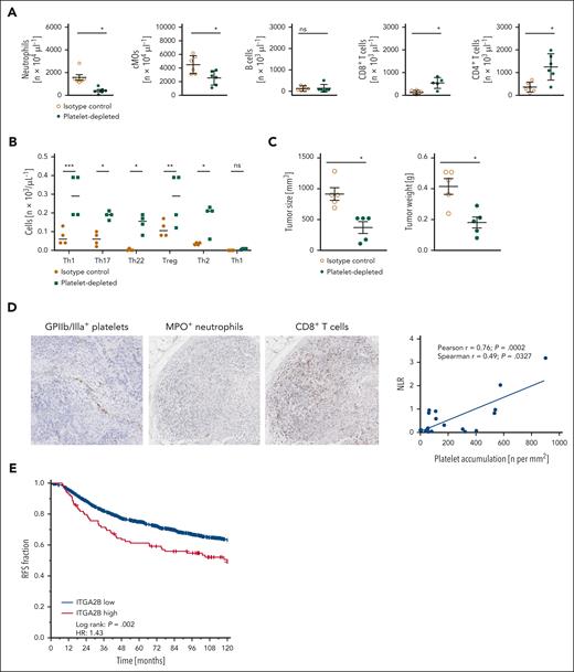 Effects of platelets on immune cell trafficking in breast cancer. (A) Infiltration by neutrophils, cMOs, B cells, CD8+ T cells, CD4+ T cells, and (B) CD4+ T-cell subsets as assessed by flow cytometry, as well as (C) size and weight of orthotopic 4T1 tumors in mice receiving platelet depleting or isotype control antibodies; quantitative data are shown (mean ± SEM for n = 4-6 mice per group; ∗P < .05/∗∗P < .01/∗∗∗P < .001 vs isotype control; ns, not significant). (D) Correlation between the ratio of extravascular MPO+ neutrophils and CD8+ T cells (NLR, neutrophil/lymphocyte ratio) and intravascularly accumulated integrin β3+ platelets, as assessed by immunohistochemical analyses of human TNBC samples; representative images and quantitative data are shown. (E) Recurrence-free survival of patients with breast cancer from the METABRIC breast cancer cohort exhibiting ITGA2Blow and ITGA2Bhigh expression levels (z-value ≥1.5 served as the cutoff).