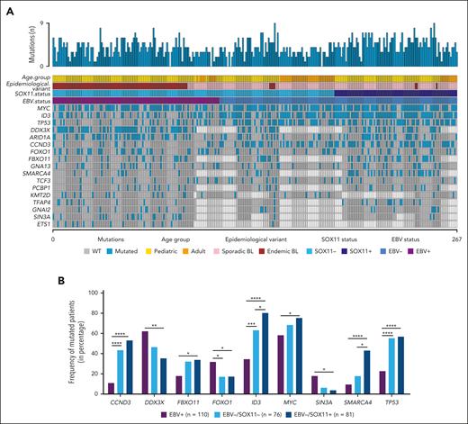 Mutational profile of BL primary cases according to EBV status and SOX11 expression. (A) Mutational analysis in recurrently mutated driver genes (mutated in ≥10% of cases) of 267 BLs. Mutations, EBV and SOX11 status, age group (pediatric or adult), and epidemiological variant (endemic or sporadic) are shown. The cases in the heat map are ordered by SOX11 and EBV status. (B) Frequencies of mutated cases in EBV+ (n = 110), EBV−/SOX11− (n = 76), and EBV−/SOX11+ (n = 81) for each gene are shown. Fisher exact test with false discovery rate correction was performed to evaluate differences in the frequencies between groups. ∗∗∗∗q value < 0.0001; ∗∗∗q value < 0.001; ∗∗q value < 0.01; ∗q value < 0.15.