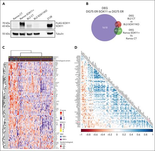 SOX11–associated BL signature found in transduced cell lines is also detected in BL primary cases. (A) Western blot experiment showing the SOX11 protein levels in Ramos SOX11+ (SOX11 is FLAG-tagged) cell line, Ramos CT, BL2 CT, and BL2-SOX11KO BL cell lines. Tubulin protein was used as loading control. (B) Overlap between DEGs (adjusted P value <.1 and absolute log2-transformed fold change of >0.65) in DG75 ER-SOX11 vs DG75 ER (in purple, 1694 genes; supplemental Table 6), BL2 CT vs BL2-SOX11KO (in red, 107 genes; supplemental Table 8), and Ramos SOX11+ vs Ramos CT (in green, 151 genes; supplemental Table 7). (C) Row scaled expression (Z score) of genes from the SOX11–associated BL signature (79 DEGs overlapping between at least 2 comparisons in Figure 5B) in RNA-seq data of 117 pediatric eBLs and sBLs. K-means clustering was performed to separate samples in k = 3 groups. SOX11 mRNa expression, EBV status, and BL epidemiological variant are shown at the top panel. (D) Correlation plot between genes from the SOX11–associated BL signature in RNA-seq data of 117 pediatric eBLs and sBLs. Blue and red showed positive and negative Pearson correlation coefficients, respectively. P values from Pearson correlation are shown: ∗P < .05; ∗∗P < .01; ∗∗∗P < .001.