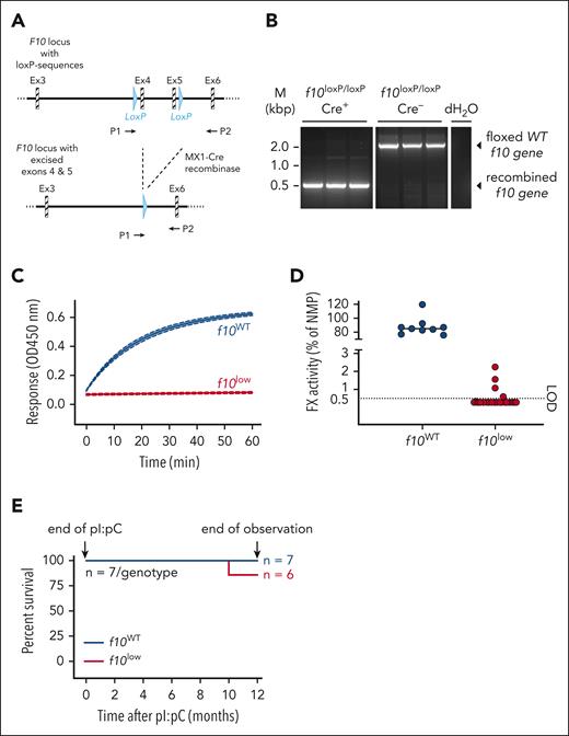 Engineering and analysis of inducible FX–deficient mice. (A) Mice containing an engineered f10 gene with loxP sequences surrounding exons 4 and 5. Upon activation of Cre-recombinase, both exons are excised. P1 and P2 indicate the locations of primers used for postinduction analysis. (B) Genomic DNA was isolated from liver of pI:pC–treated Cre+ and Cre–f10flox/flox mice. A virtually complete recombined F10 locus was observed in Cre+ mice. (C) A representative curve of RVV-X–induced FXa amidolytic activity over time in plasma from f10WT mice (n = 3) and f10low mice (n = 3). (D) Residual FX activity measured in RVV-X–induced activity assay. LOD of this assay is 0.5% FX. All mice having <1% FX activity are designated as f10low mice. (E) Survival curve of of pI:pC–treated f10WT mice and f10low mice (both n = 7). No differences in survival after 12 months were observed. LOD, limit of detection.