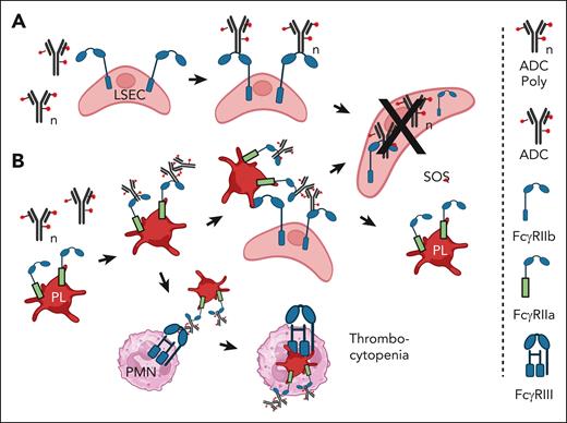 Proposed mechanism of tissue injury mediated by Mylotarg. (A) SOS is induced in the liver when FcγRIIb on LSECs mediates internalization of monomers or aggregates of ADC such as Mylotarg. The LSECs are killed by the ADC toxic payload.48-53 (B) Platelets bind ADC aggregates via FcγRIIa and are localized to the liver. LSEC take up and internalize the ADCs via FcγRIIb and are killed by the cytotoxic payload. It is not clear whether the platelets return to the circulation. Alternatively, monocytes and/or neutrophils (PMN) phagocytose the opsonized platelets via FcγRIII.54,55 Figure created with BioRender.com.