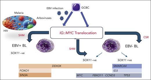 FBL classification based on the molecular pathogenesis. The major driving event, the IG::MYC translocation, may occur in either EBV+ or EBV− germinal center B-cell (GCBC, presumably an early centroblast). Thereafter, different additional genetic lesions (overall more abundant in EBV− cases) would contribute to BL phenotype. In EBV− cases, a major role seems to be played by SOX11 regulation, which is associated with specific gene expression as well as a mutational profile. Apparently, also the IG::MYC translocation itself is mediated by different mechanisms, namely somatic hypermutation (SHM) and class switch recombination (CSR), according to the EBV and SOX11 status.