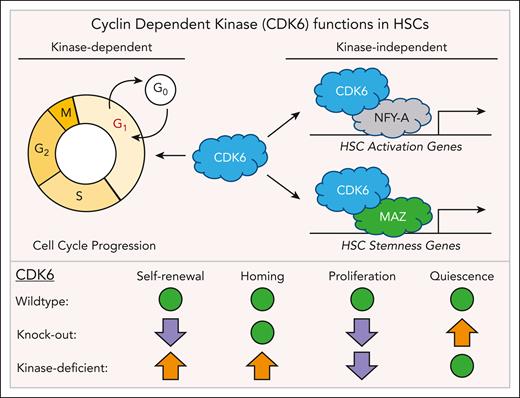 Kinase-deficient CDK6 promotes HSC self-renewal and homing. Besides its canonical role in the regulation of cell cycle progression, CDK6 also acts as a transcriptional cofactor and interacts with the transcription factors NFY-A and MAZ to regulate genes required for HSC activation and stem cell maintenance. HSCs expressing the kinase-deficient form of CDK6 have increased self-renewal and homing potential (orange arrows) compared with wild-type and CDK6 knockout HSCs. CDK6 knockout HSCs have increased quiescence and reduced self-renewal potential (purple arrows) compared with wild-type HSCs. Green dots indicate which stem cell properties of CDK6 kinase-deficient and knockout HSCs have not changed compared with wild-type cells.