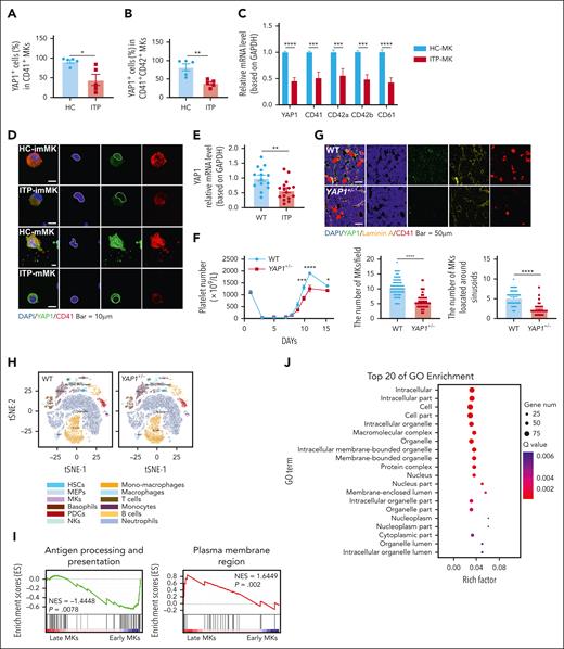Reduced YAP1 expression is involved in megakaryopoiesis during ITP development. (A-B) Flow cytometry analysis of the percentage of YAP1+CD41+ MKs among CD41+ MKs (A) and YAP1+CD41+CD42+ MKs among CD41+CD42+ MKs (B) (n = 5). (C) Verification of YAP1 and CD41/CD42/CD61 mRNA levels in MKs from the BM of 9 patients with ITP relative to MKs from the BM of 7 healthy controls (HCs) by real-time quantitative polymerase chain reaction (qPCR). (D) Confocal images of immature and mature MKs from patients with ITP and healthy controls after immunostaining for YAP1 (green, YAP1) and MKs (red, CD41). Scale bar, 10 μm. (E) mRNA levels of YAP1 in WT mice before and after ITP establishment (n ≥ 5). (F) Changes in peripheral platelet levels in mice ar antibody administration. (G) Confocal images of BM sections from WT and YAP1+/− mice after immunostaining for YAP1 (green, YAP1), vascular sinusoids (yellow, laminin A), and MKs (red, CD41). Scale bar, 50 μm. Analysis of MK numbers (left) and number of MKs located around the sinusoids (right; n ≥ 10). (H) Cell clusters in the BM were identified, shown in a t-distributed stochastic neighbor embedding (tSNE) plot. The colors indicate the cell types. (I) Representative gene set enrichment analysis of early and late MKs. (J) Representative Gene Ontology (GO) terms showing differentially expressed genes in the late MK cluster between WT and YAP1+/− mice. ∗P < .05; ∗∗P < .01; ∗∗∗P < .001; ∗∗∗∗P < .0001. DAPI, 4ʹ,6-diamidino-2-phenylindole; GAPDH, glyceraldehyde-3-phosphate dehydrogenase; HC-imMK, healthy control–immature MK; HC-mMK, healthy control–mature MK; ITP-imMK, ITP-immature MK; ITP-mMK, ITP-mature MK; MEP, MK-erythroid progenitor; NES, normalized enrichment score; NK, natural killer cell; PDC, plasma dendritic cell.