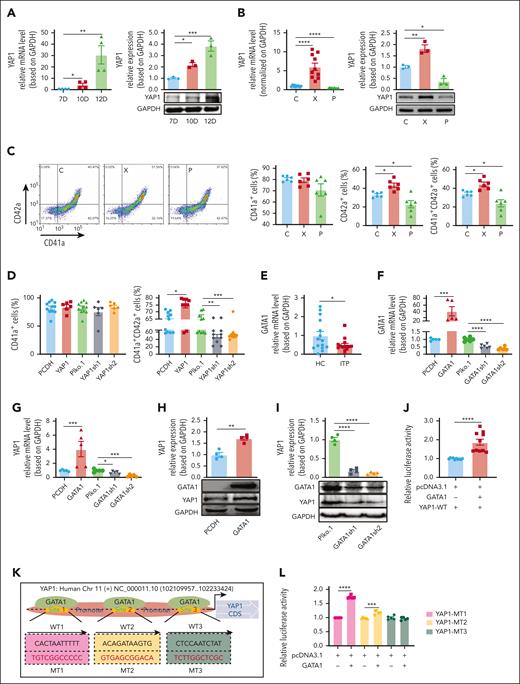 YAP1 expression is regulated by GATA1 and contributes to MK maturation. (A) Fold changes in YAP1 mRNA (left) and protein expression (right) were assessed by real-time qPCR and western blotting on D10 and D12 compared with D7 during MK differentiation (n ≥ 3). (B) Fold changes in YAP1 mRNA (left) and protein expression (right) were assessed by real-time qPCR and western blotting after XMU-MP-1 (X, 300 nM) or peptide 17 (P, 2 μM) treatment (n ≥ 3). (C) Flow cytometry analysis of the percentages of CD41a+ MKs, CD42a+ MKs, and CD42a+ in CD41a+ MKs (n = 6). (D) Percentages of CD41a+ MKs (left) and CD41a+CD42a+ MKs (right) after YAP1 overexpression (PCDH-YAP1–labeled YAP1) or YAP1 knockdown (Plko.1-YAP1sh1/2–labeled YAP1sh1/2; n ≥ 6). (E) Fold changes in GATA1 mRNA levels in 13 patients with ITP relative to those in 14 healthy controls by real-time qPCR. (F-G) Assessment of GATA1/YAP1 mRNA expression in HEK293T cells after GATA1 overexpression (PCDH-GATA1–labeled GATA1) or knockdown (Plko.1-GATA1sh1/2–labeled GATA1sh1/2; n ≥ 5). (H-I) Representative immunoblots showing total GATA1 and YAP1 levels in HEK293T cells and the measurement of GATA1 and YAP1 levels based on GAPDH after GATA1 overexpression and knockdown (n = 4). (J) Measurement of luciferase activity to assess the binding activity of YAP1-WT (n ≥ 3). (K) Diagram depicting the domains of the YAP1 promoter with potential binding sequences (site 1, site 2, and site 3) for GATA1. Three mutants for the proposed binding sites (MT1, MT2, and MT3) were constructed. Binding site mutations (MT1, MT2, and MT3) are highlighted in red. (L) Measurement of luciferase activity to assess the binding activity of YAP1-MT1, YAP1-MT2, and YAP1-MT3 (n = 3). ∗P < .05; ∗∗P < .01; ∗∗∗P < .001; ∗∗∗∗P < .0001. C, control; CDS, coding sequence; MT, mutant type; P, peptide 17; WT, wild type; X, XMU-MP-1.