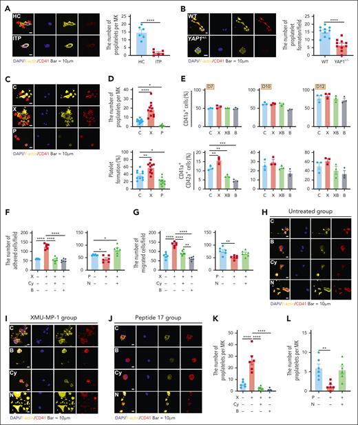 YAP1 promotes thrombopoiesis through F-actin reorganization. (A) Proplatelet formation in MKs from patients with ITP and healthy controls after immunostaining for F-actin (yellow, phalloidin) and MKs (red, CD41). The arrows indicate proplatelet formation. Scale bar, 10 μm. Right, assessment of proplatelet formation in MKs from patients with ITP and healthy controls (n = 6). (B) MKs were isolated from WT and YAP1+/− mice to observe the cytoskeleton and proplatelet formation. Right: proplatelet numbers were calculated for WT and YAP1+/− mice (n = 10). (C) Confocal images of MKs from the YAP1 upregulation or reduction group after immunostaining for actin/stress fibers (yellow, phalloidin) and MKs (red, CD41). Scale bar, 10 μm. (D) The number of proplatelet formation (top) was analyzed and percentage of proplatelet formation (bottom) were assessed by flow cytometry (n ≥ 10). (E) Flow cytometry analysis of the percentage of CD41+ MKs and CD41+CD42+ MKs after XMU-MP-1 and blebbistatin treatment in D7, D10, and D12 (n = 3). (F-G) Measurement for adhered (F) and migrated (G) MKs in the untreated group and YAP1 activation (XMU-MP-1) or inhibition (Peptide 17) groups after blebbistatin (5 μM), cytochalasin D (500 nM), and narciclasine (50 nM) treatment (n ≥ 3). (H-J) Confocal images of MK thrombopoiesis in the untreated group (H) and YAP1 activation (XMU-MP-1; I) or inhibition (Peptide 17; J) groups after blebbistatin, cytochalasin D, and narciclasine treatment, after immunostaining for F-actin/stress fibers (yellow, phalloidin) and MKs (red, CD41). Scale bar, 10 μm. (K-L) Measurement of proplatelet formation in YAP1 activation (XMU-MP-1; K) or inhibition (Peptide 17; L) groups after blebbistatin, cytochalasin D, and narciclasine treatment (n ≥ 5). ∗P < .05; ∗∗P < .01; ∗∗∗P < .001; ∗∗∗∗P < .0001. B, blebbistatin; XB, XMU-MP-1 + blebbistatin; Cy, cytochalasin D; N, narciclasine.