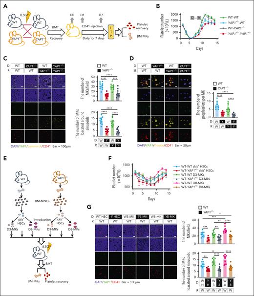 Megakaryocytic YAP1 facilitates thrombopoiesis during ITP development. (A) Sketch map of BMT mouse model. (B) Changes in peripheral platelet levels in mice with anti-CD41 antibody administration after BMT recovery (n ≥ 5). (C) Confocal images of BM sections from transplanted WT and YAP1+/− mice after immunostaining for YAP1 (green, YAP1), vascular sinusoids (yellow, laminin A), and MKs (red, CD41). Scale bar, 100 μm (n ≥ 10). Analysis of the number of MKs in the field (top) and the number of MKs located around the sinusoids (bottom; n ≥ 10). (D) Confocal images of BM MKs from WT and YAP1+/− mice after immunostaining for YAP1 (green, YAP1), F-actin (yellow, phalloidin), and MKs (red, CD41) and proplatelet formation were observed. Scale bar, 20 μm. (E) Sketch map of optimized BMT model. (F) Changes in the peripheral platelet levels in mice after optimized BMT. (G) Confocal images of BM sections from different groups of mice after immunostaining for YAP1 (green, YAP1) and MKs (red, CD41). Scale bar, 100 μm. Analysis of MK numbers (top) and number of MKs located around the sinusoids (bottom; n ≥ 10). ∗P < .05; ∗∗P < .01; ∗∗∗P < .001; ∗∗∗∗P < .0001. D, donor; MNC, mononuclear cell; R, recipient; W3, WT D3-MK; W8, WT D8-MK; W H, WT HSC; Y 3, YAP1+/− D3-MK; Y 8, YAP1+/− D3-MK; Y H, YAP1+/− HSC.