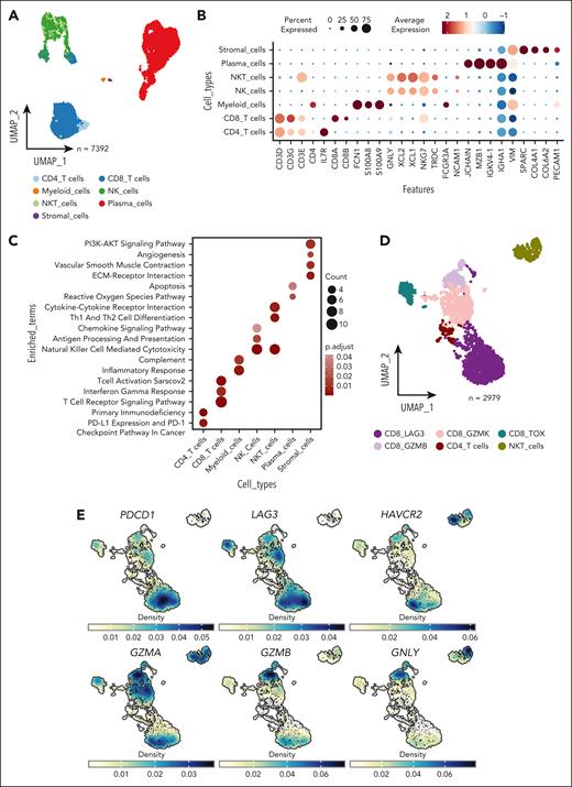 scRNA-seq reveals the cellular constituents of the microenvironment of EMDs. (A) Uniform manifold approximation and projection (UMAP) plot calculated using the top 30 principal component analysis (PCA) components identified after batch correction for samples showing annotated cell types. (B) Normalized expression of marker genes used to annotate cell types. (C) Enriched pathways of each cell type, cross-referencing Kyoto Encyclopedia of Genes and Genomes (KEGG), MSigDB hallmarks, and WikiPathways databases with the top 50 upregulated genes for each cell type. (D) UMAP visualization depicting the annotated subclusters of T cells. (E) Density plot illustrating the expression of genes associated with T-cell dysfunction (PDCD1, LAG3, and HAVCR2) and T-cell function (GZMA, GZMB, and GNLY). NK, natural killer cells; NKT, natural killer T cells.