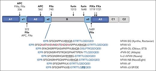 Domain structure of FVIII and BDD linker sequences. The A1-a1-A2-a2-B-a3-A3-C1-C2 domain structure of FVIII is illustrated. The sites of proteolysis are indicated by arrows with the relevant proteases specified. The sequences of the linkers that replace the B domain in BDD-FVIII variants are listed at the bottom (black), as well as the flanking sequences from the a2 and a3 domains (blue). The retained furin recognition motif from 1645 to 1648 is underlined, and the inserted N-glycosylation sites in FVIII-V3 are in red. The sites of S1657P and D1658E substitutions in a3 for hFVIII-Δ3-SP/DE are also highlighted.