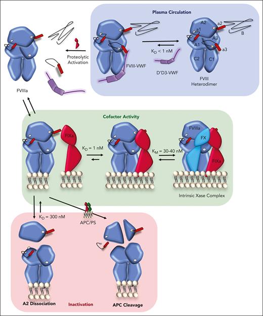 Life cycle of FVIII.