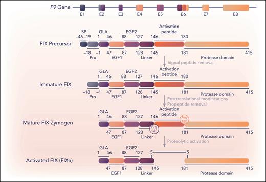 Schematic representation of F9, FIX, and FIXa. Eight exons (E1-8) in the F9 gene (32.7 kb)133 encode (parts of) specific FIX (UniProt, P00740) protein regions, which are indicated by corresponding colors. FIX protein maturation and activation are schematically depicted and proceed via a precursor and immature protein state to posttranslationally modified mature FIX and FIXa. The signal peptide (SP), propeptide (Pro), Gla, EGF1, EGF2, linker region, activation peptide, and (serine) protease domain regions are defined by legacy numbering, in which residue 1 corresponds to the first amino acid of the Gla domain. Proteolytic activation represents limited proteolysis by extrinsic tissue factor-FVIIa and intrinsic FXIa at the cleavage sites Arg145 and Arg180 generating FIXa. Professional illustration by Somersault18:24.