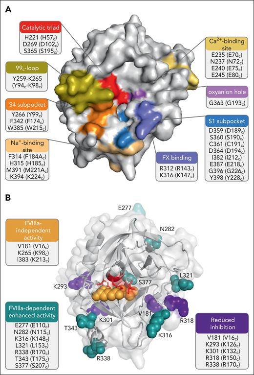 FIXa serine protease domain. Three-dimensional representations of the FIXa serine protease domain (Protein Data Bank ID 6MV4)22 with identification of the functional regions (A) and residues targeted for substitutions (B) that have been associated with enhanced FIX activity as a result of enhanced FVIIIa-dependent activity, FVIIIa-independent activity, or reduced inhibition. The figures were created with PyMol and BioRender.com.
