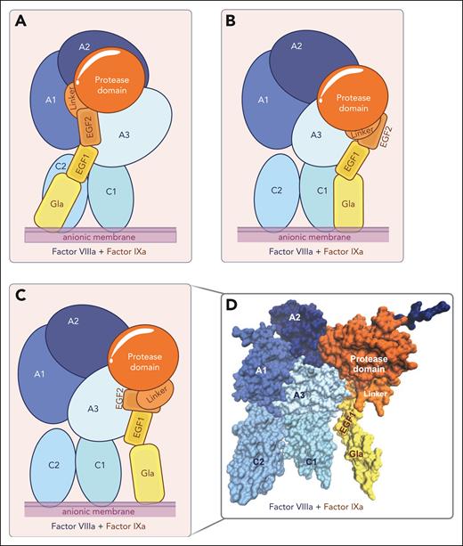 Structural models of the intrinsic tenase complex. (A-C) Schematic representation of FIXa-FVIIIa structural models assembled on a negatively charged lipid surface (anionic membrane) by Childers et al33 (A), Venkateswarlu32 (B), and Madsen et al34 (C). (D) Three-dimensional surface representation of the FIXa-FVIIIa structural model developed by Madsen et al.34 The individual domains of FIXa (in yellow-orange) and FVIIIa (blue) are indicated. Figures were created with VMD 1.9.3. and BioRender.com.